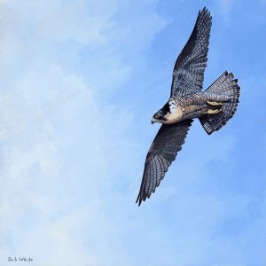 Peregrine Falcon