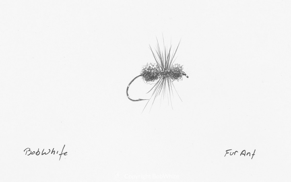 Fur Ant Fly Drawing Bobwhite Studio